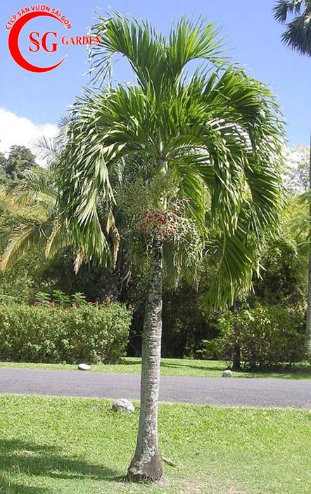 Cây Cau Trắng | Đặc Điểm, Công Dụng, Cách Trồng Và Chăm Sóc