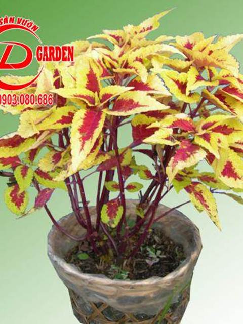 Cây Lá Gấm Đỏ Có Tác Dụng Gì ? Cách Trồng và Chăm Sóc