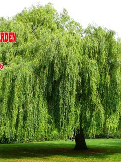 Cây Liễu Rũ là cây gì ? Cách trồng và chăm sóc