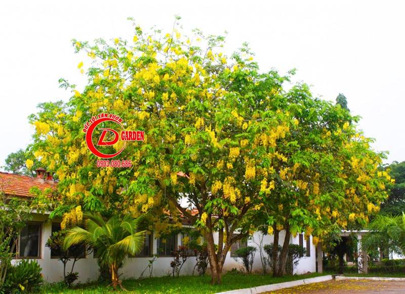 Cây Bò Cạp Vàng | Đặc Điểm, Ý Nghĩa, Cách Trồng và Chăm Sóc