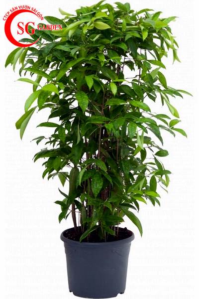 Cây Trúc Nhật Có Độc Không, Hợp Với Mệnh Gì, Tuổi Nào ?