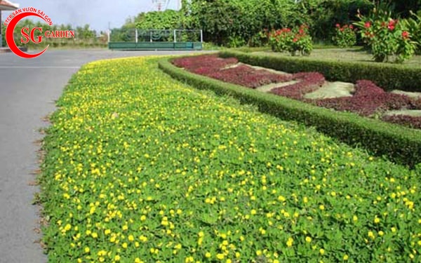 cung cấp cỏ sân vườn
