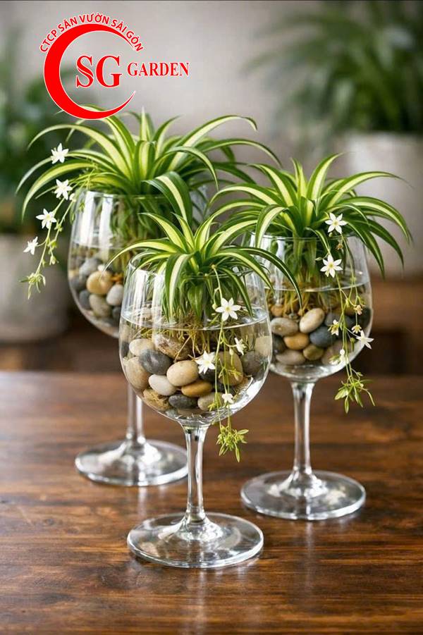 Cây nội thất - cây dứa thái 2