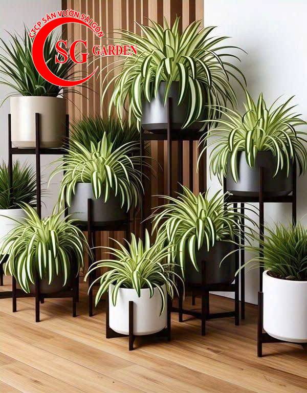 Cây nội thất - cây dứa thái 1