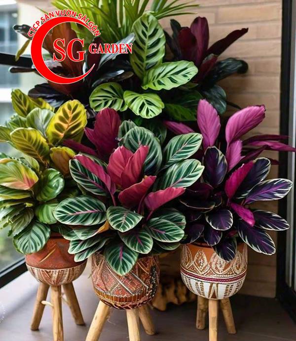 Cây nội thất - cây đuôi công 1