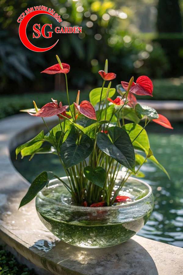 Cây nội thất - cây hồng môn