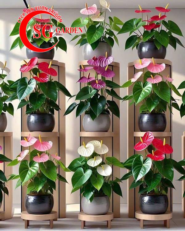 Cây Nội Thất Là Gì? Top 10 Loại Cây Để Bàn & Trong Nhà Đẹp