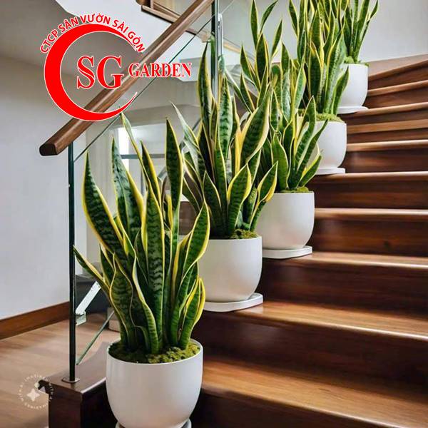Cây nội thất - cây lưỡi hổ 1