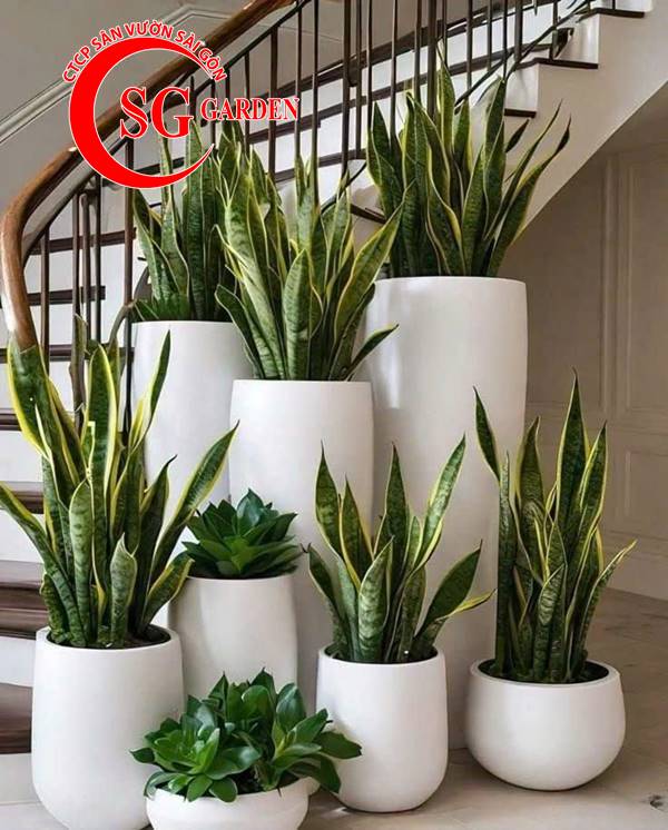 Cây nội thất - cây lưỡi hổ 2
