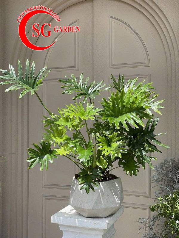 Cây nội thất - cây trầu bà thanh xuân