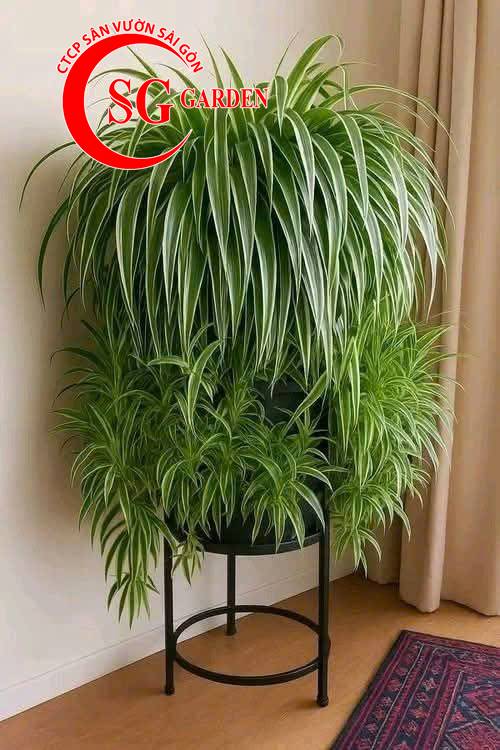 Cây nội thất cỏ lan chi 1