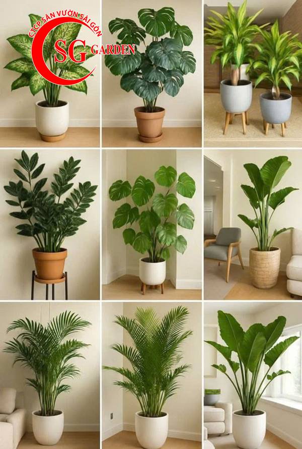 Tổng hợp cây cảnh nội thất 2